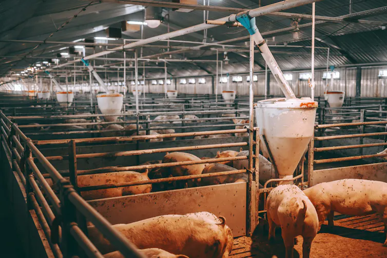 Des truies dans une ferme