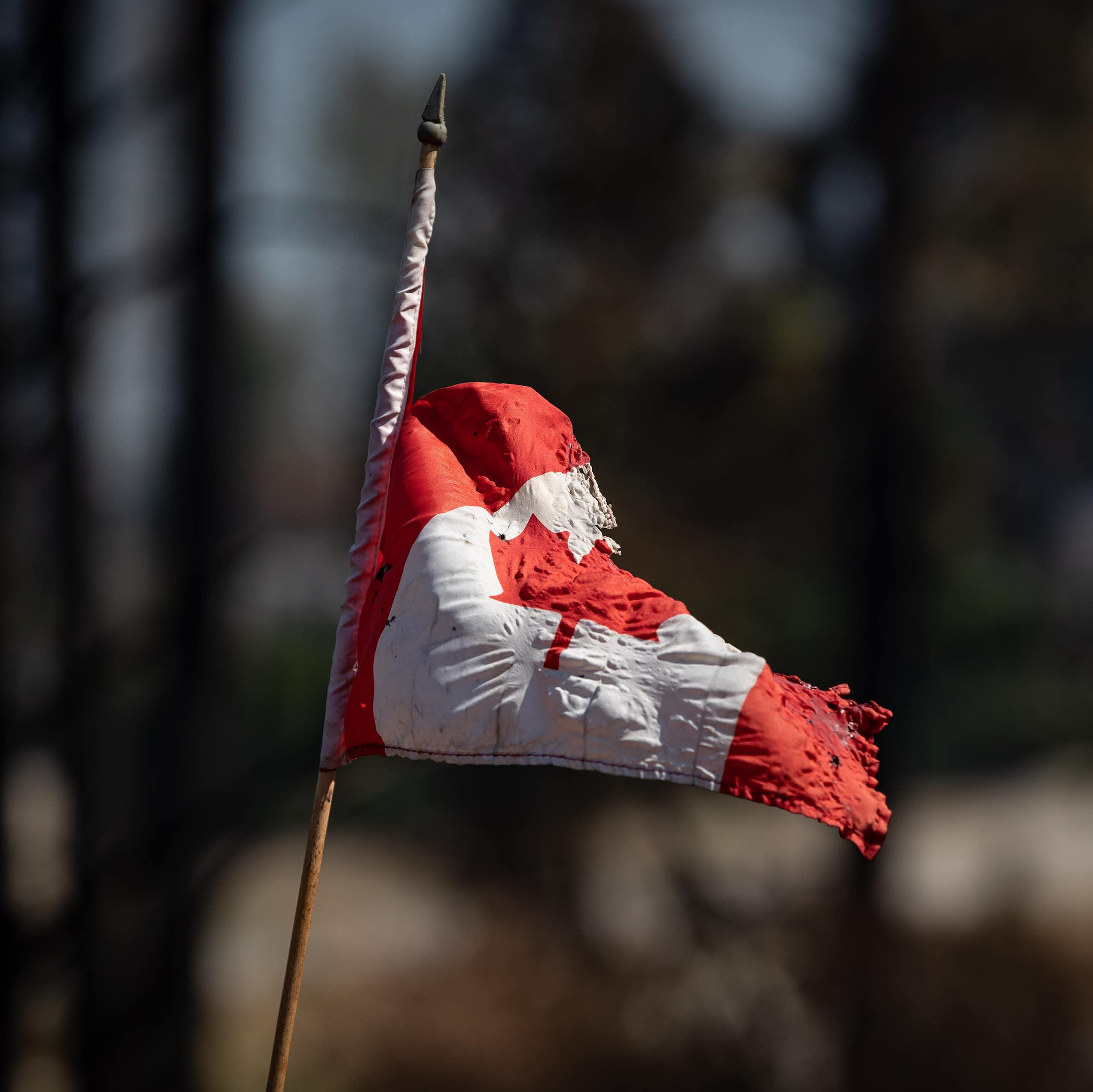 A tattered canadian flag on a pole