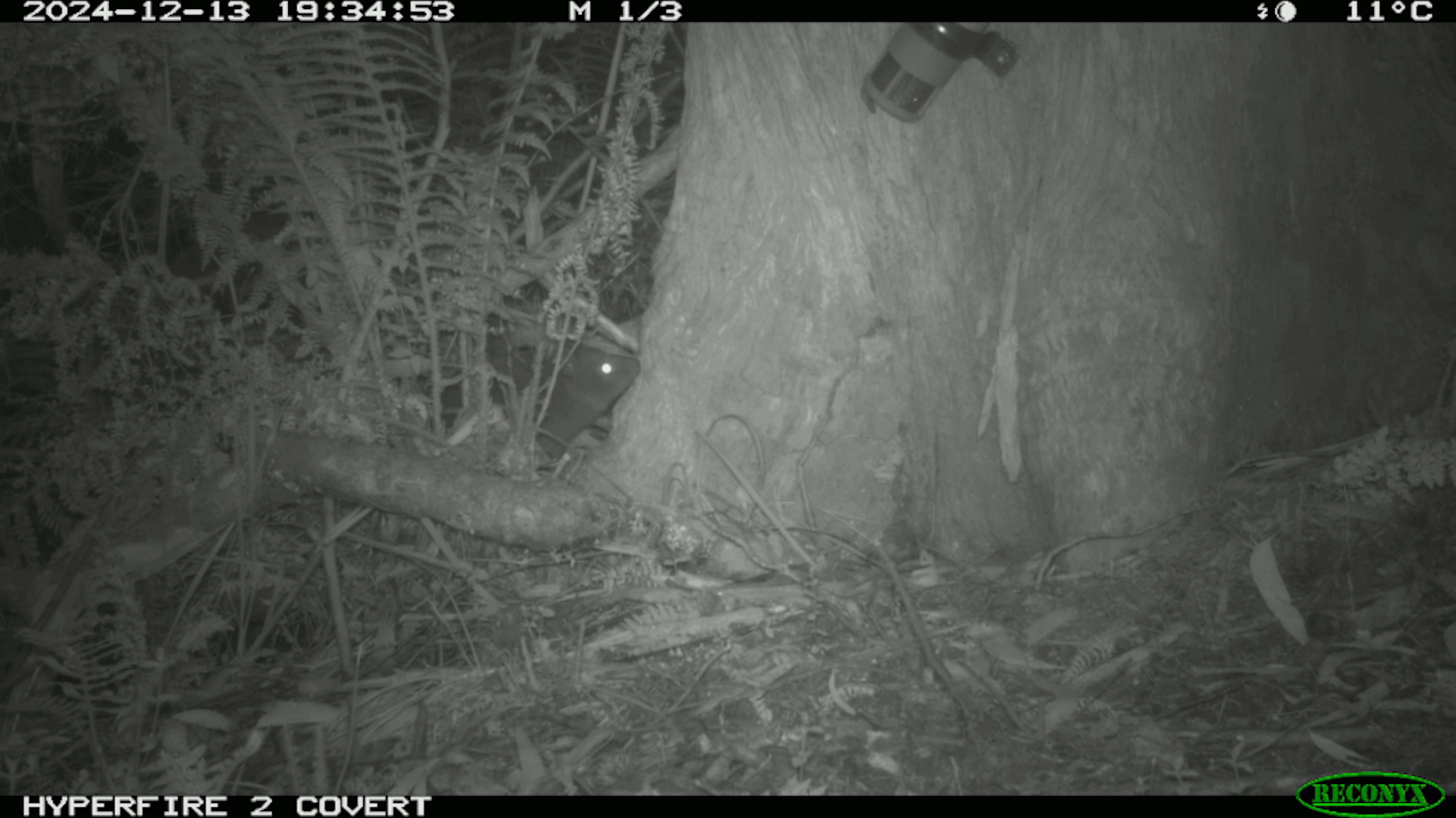 Potoroos digging for ‘truffles’ keep their forests healthy – but for how long?