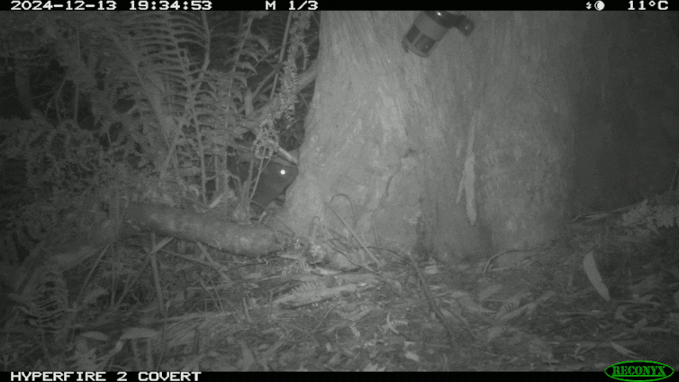 a trail camera gif showing a potoroo moving through a forest