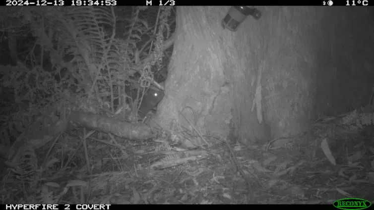 a trail camera gif showing a potoroo moving through a forest