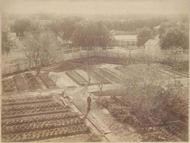 Sepia photograph. A man stands in a well kept garden.