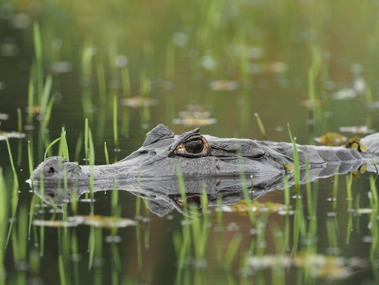 La tête d’un caïman yacare qui sort de l’eau