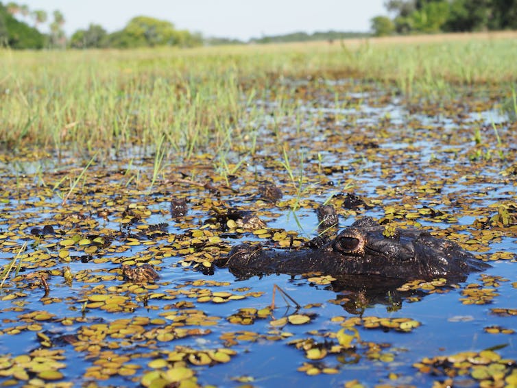La tête d’un crocodile adulte dépasse de l’eau. Autour d’elle, de très jeunes crocodiles se confondent avec des plantes aquatiques