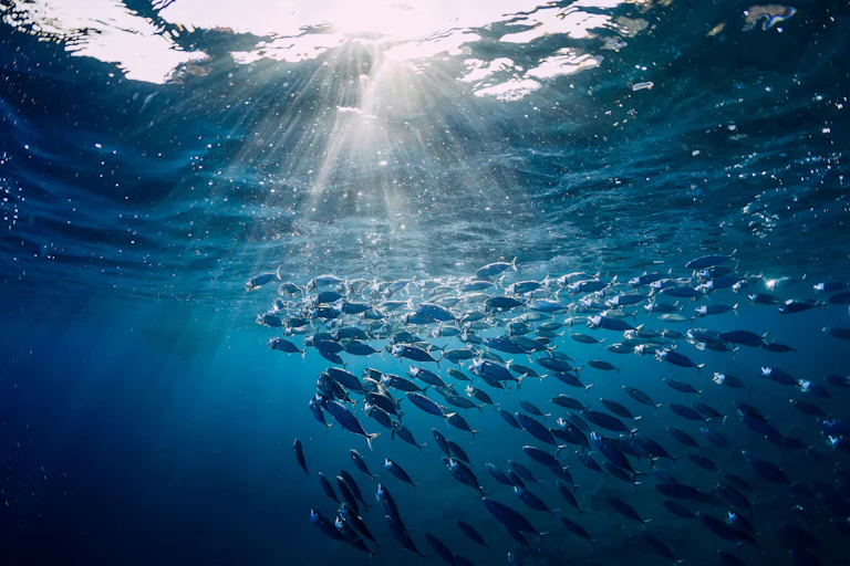 A shoal of fish underwater