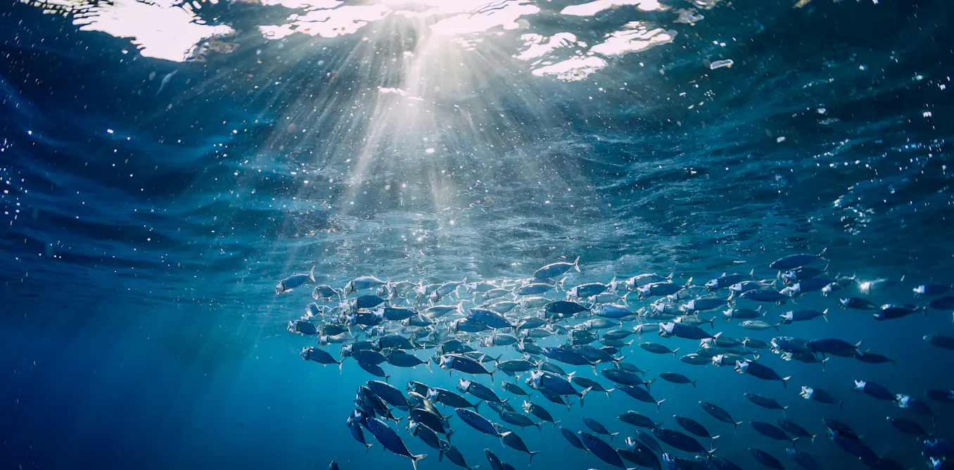 Fish use more energy to stay still than previously thought