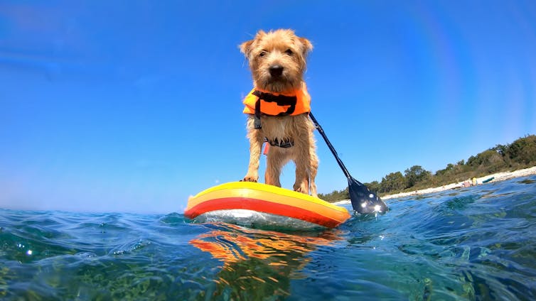 small light-coloured terrier wearing a lifejacket and standing on a paddleboard out at sea.