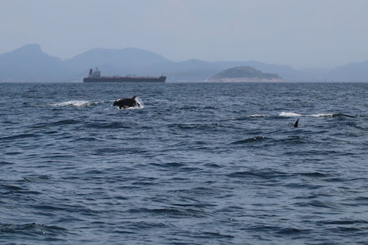 Golfinhos-nariz-de-garrafa e um navio ao fundo na costa do Rio de Janeiro, uma área repleta de atividade marítima.