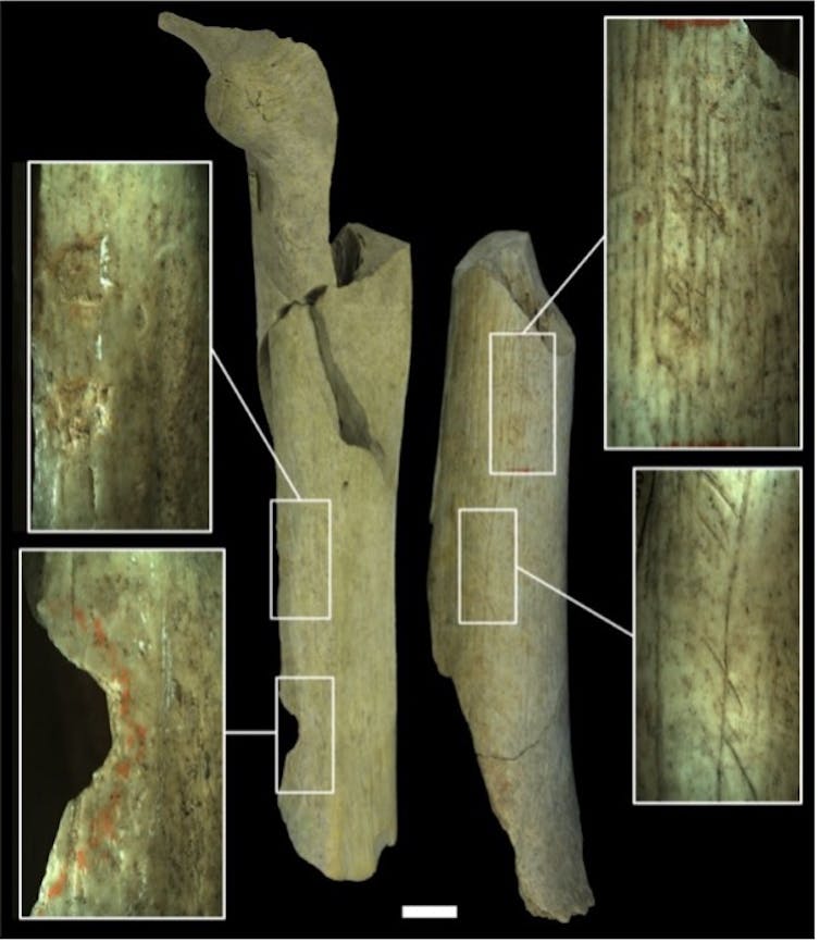 Neanderthals and kids sufferers of cannibalism 45,000 years in the past 1 file 20251217 56 nx000m.jpg?ixlib=rb 4.1