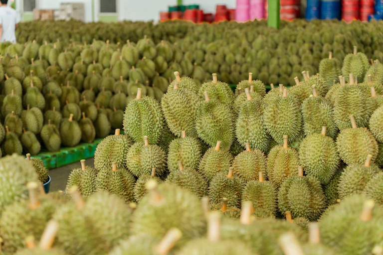 Rows of durians stacked up in a warehouse.
