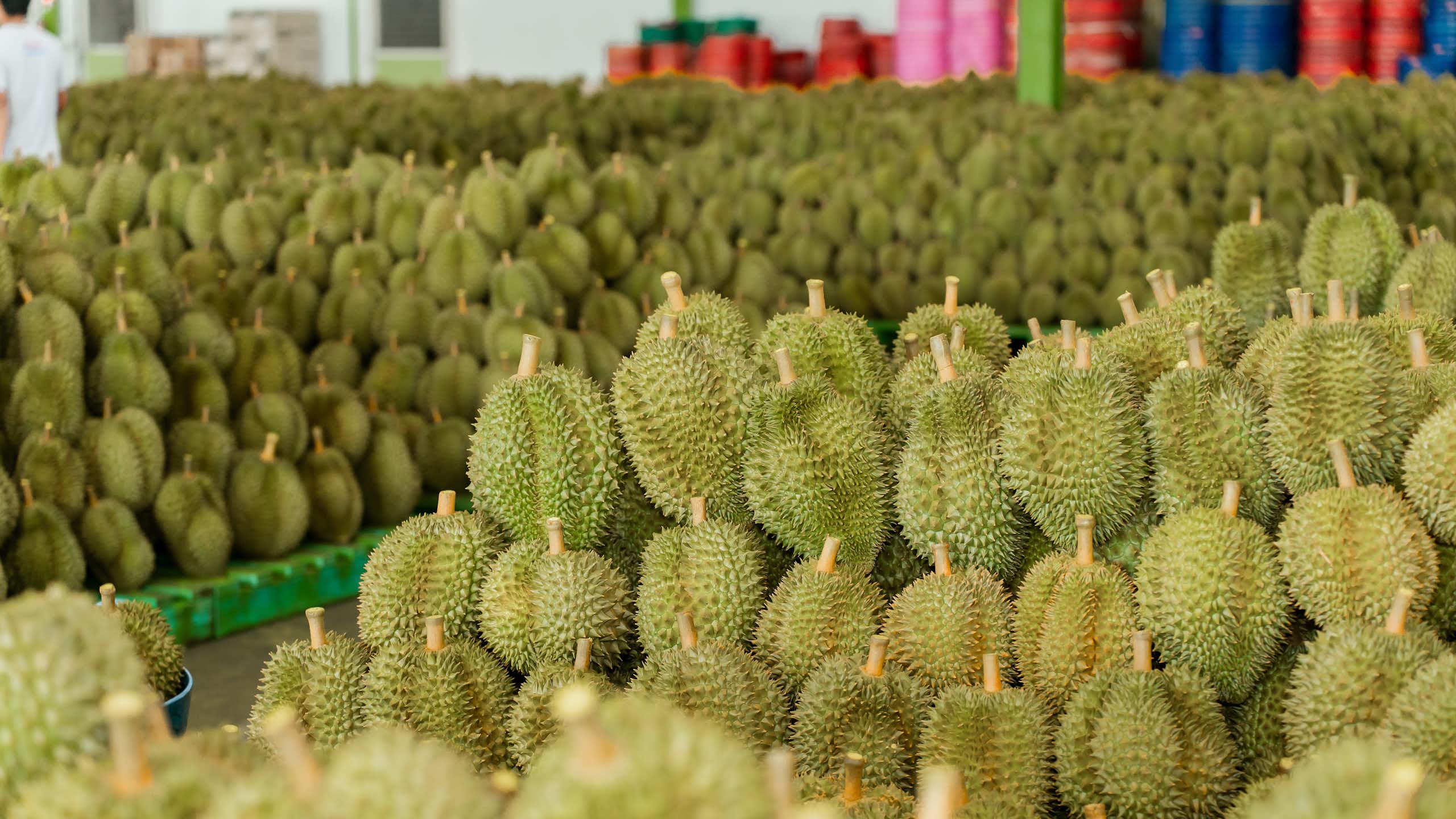 Rows of durians stacked up in a warehouse.