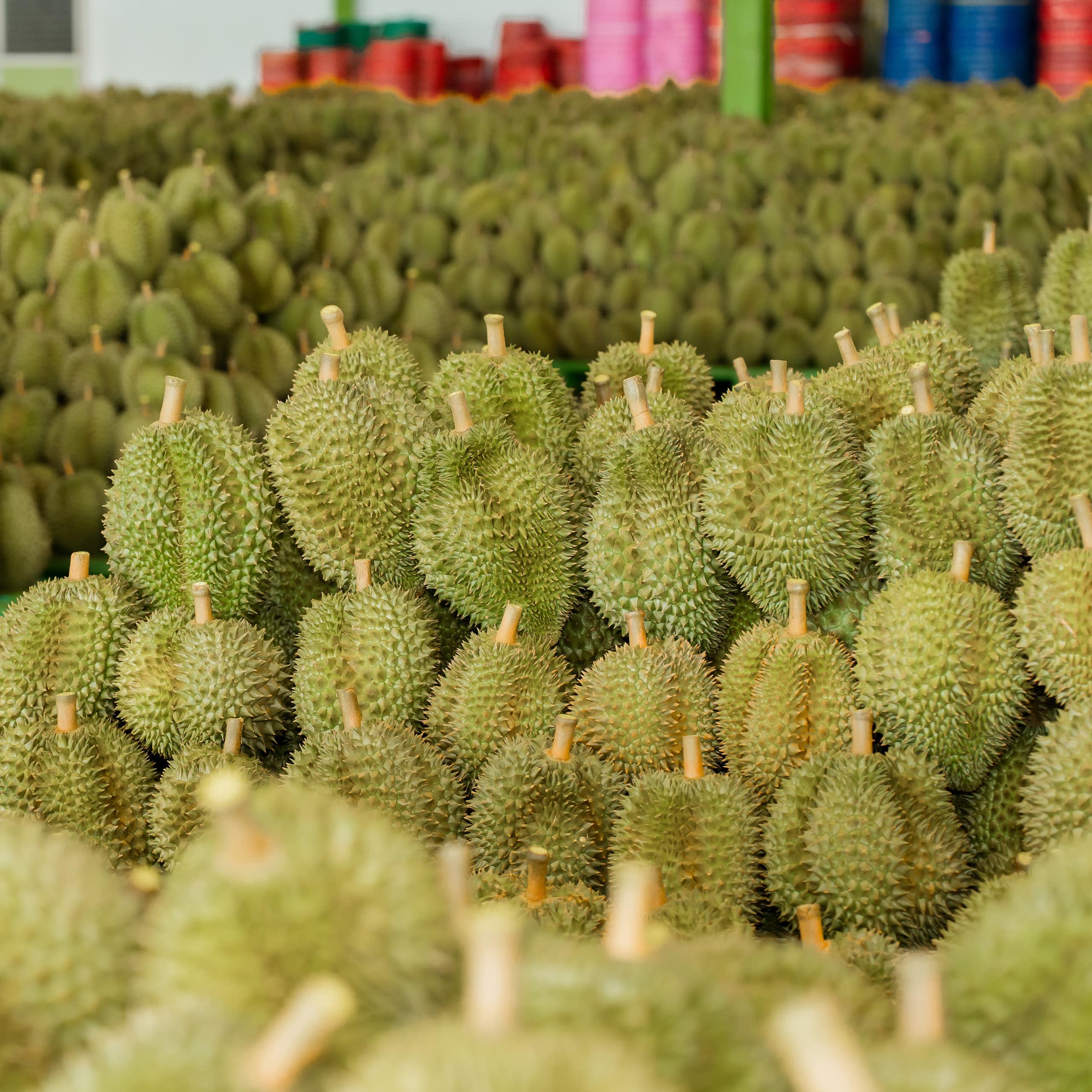 Rows of durians stacked up in a warehouse.