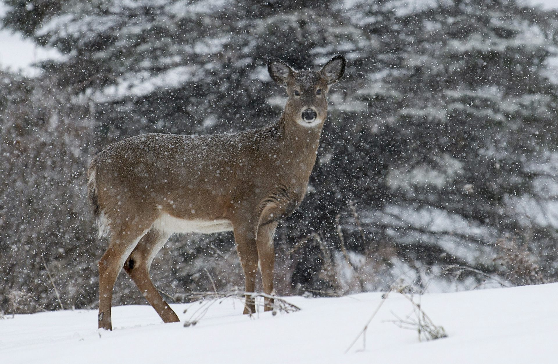 Un Cerf de Virginie aperçu à Chelsea, au Québec