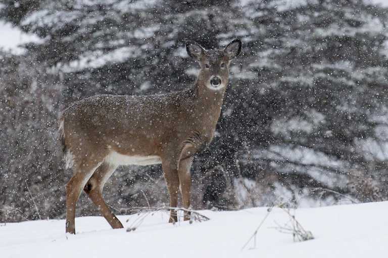 Un Cerf de Virginie aperçu à Chelsea, au Québec