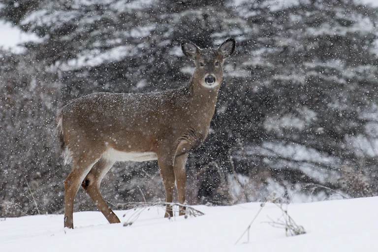 Un Cerf de Virginie aperçu à Chelsea, au Québec
