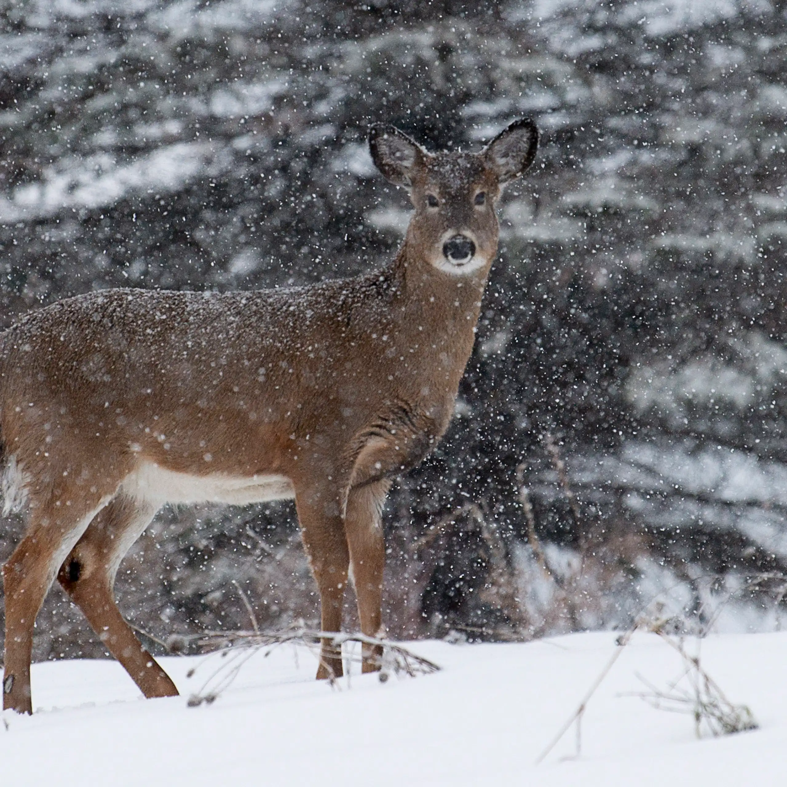 Un Cerf de Virginie aperçu à Chelsea, au Québec