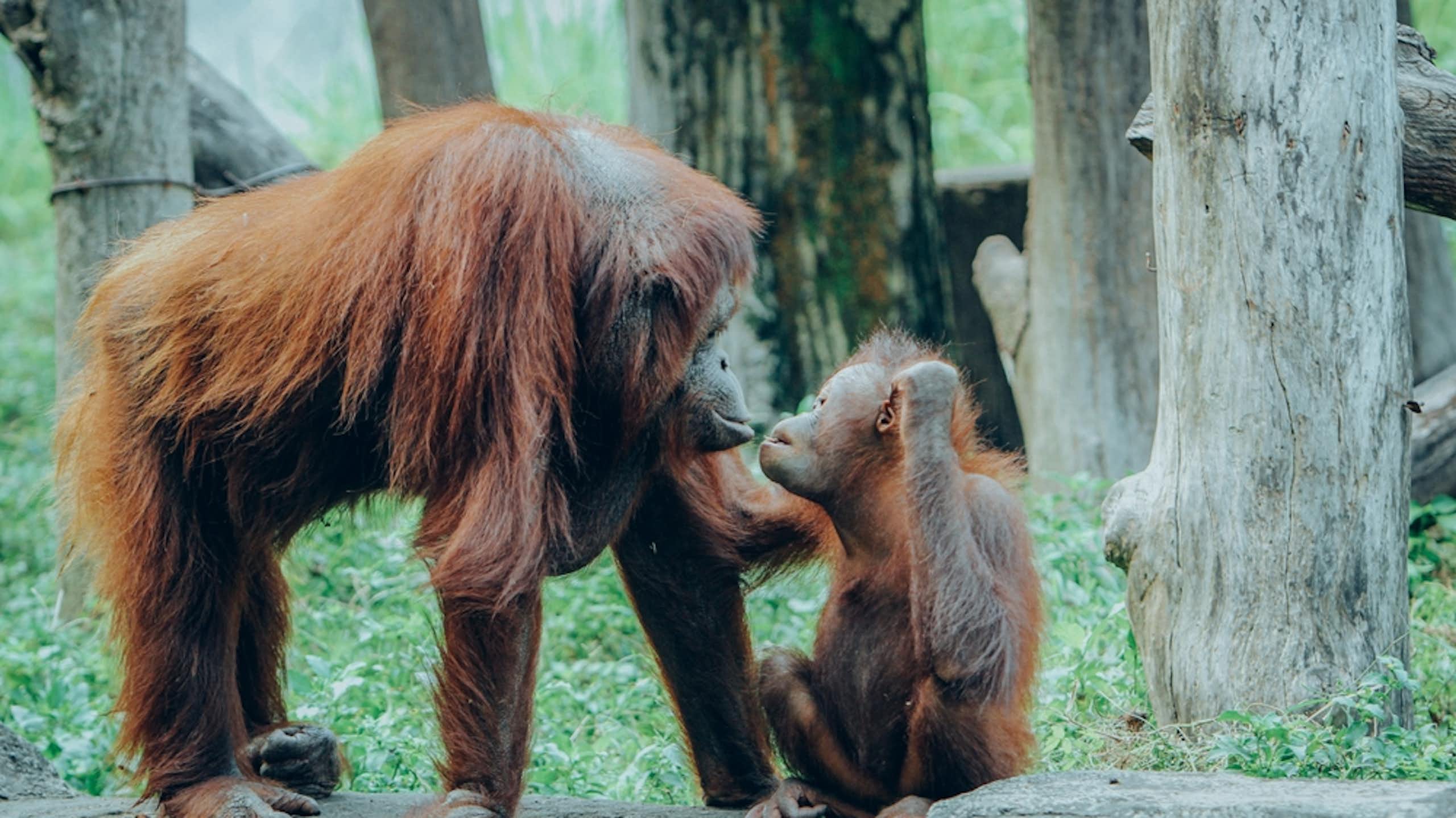 A mother and baby Orangutan.