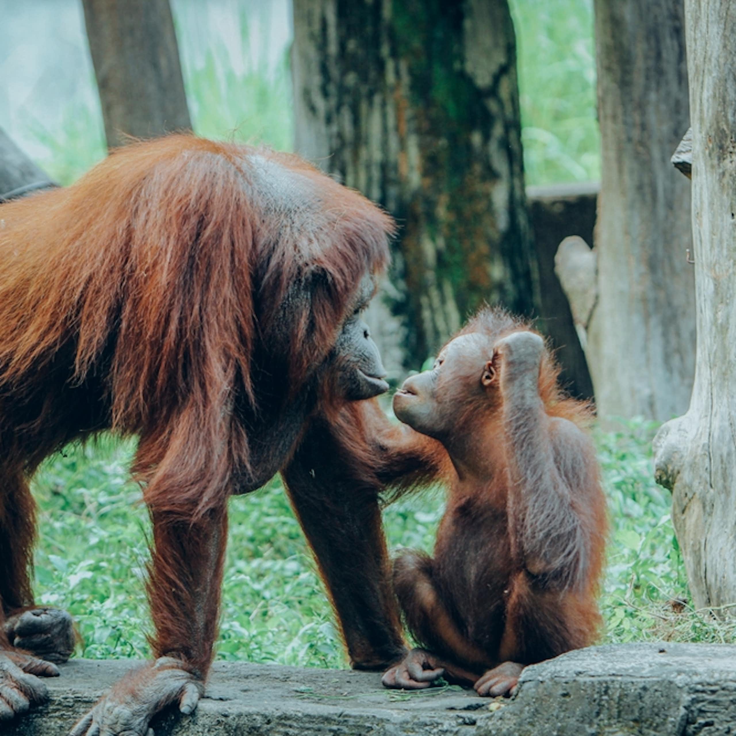 A mother and baby Orangutan.