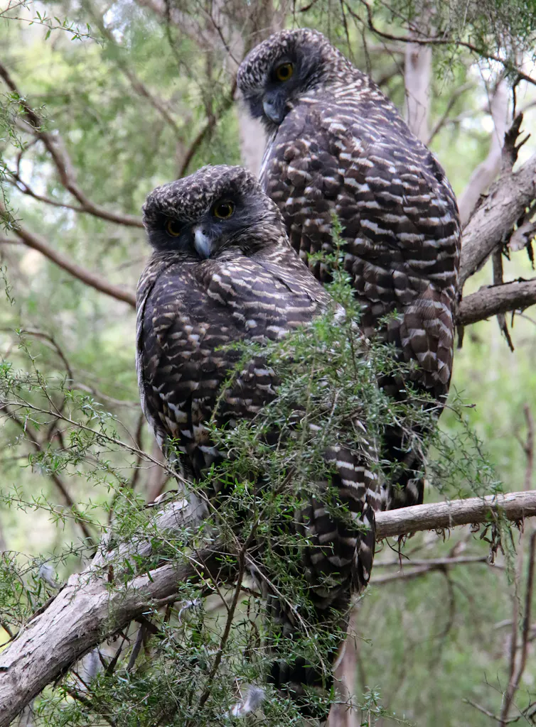 Two large powerful owls sit in a tree.