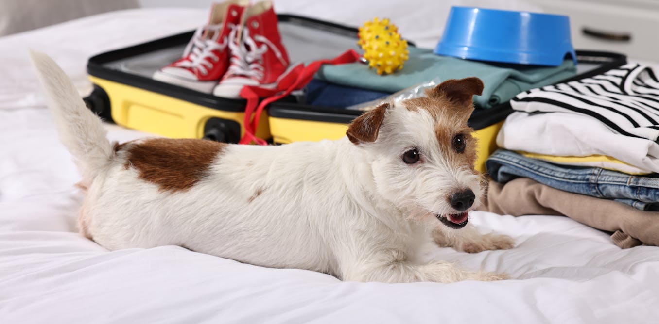 The ‘pawprint economy’ is booming – and it offers huge opportunities for tourism The ‘pawprint economy’ is booming – and it offers huge opportunities for tourism