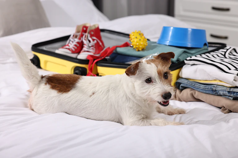 jack russell dog lying on a bed beside an open suitcase containing holiday gear