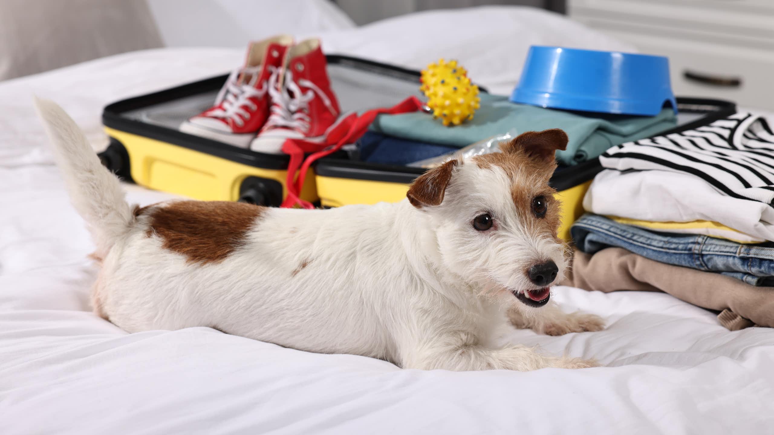 jack russell dog lying on a bed beside an open suitcase containing holiday gear