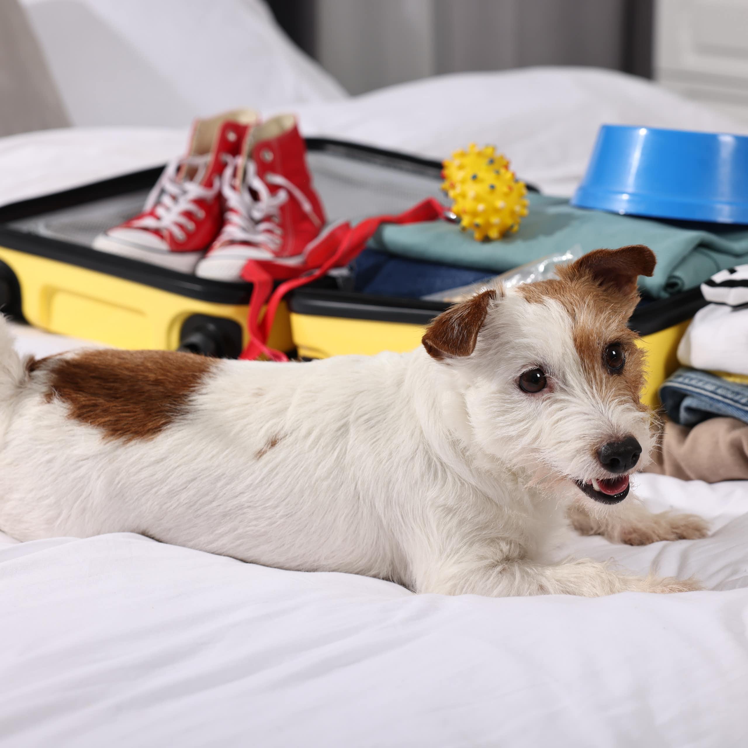 jack russell dog lying on a bed beside an open suitcase containing holiday gear