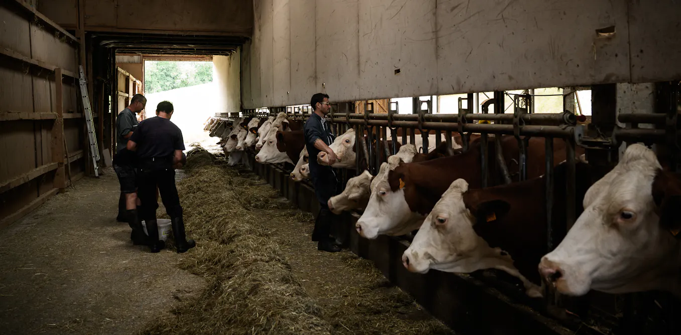 Dermatose nodulaire : comprendre les raisons de la mobilisation agricole Dermatose nodulaire : comprendre les raisons de la mobilisation agricole