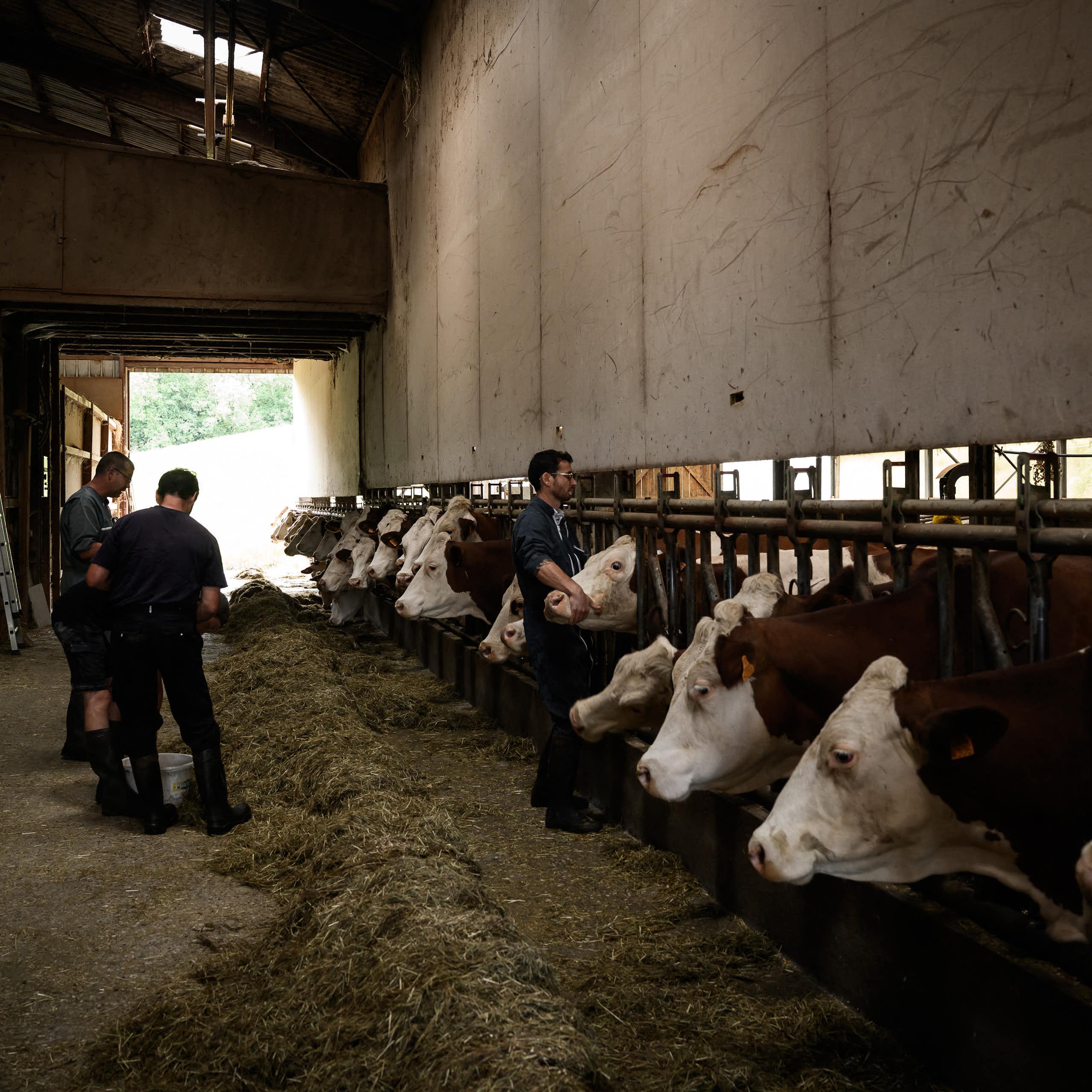 Dermatose nodulaire : comprendre les raisons de la mobilisation agricole