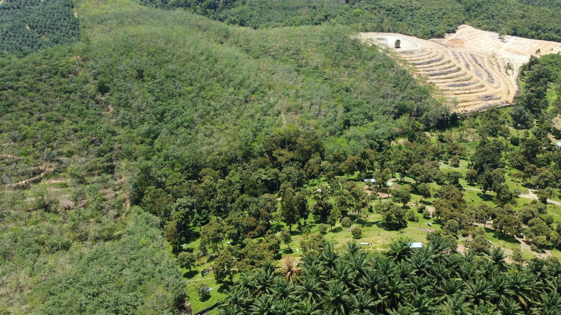 A Musang King plantation taking over rubber and oil palm farms.