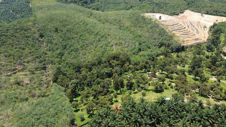 A Musang King plantation taking over rubber and oil palm farms.