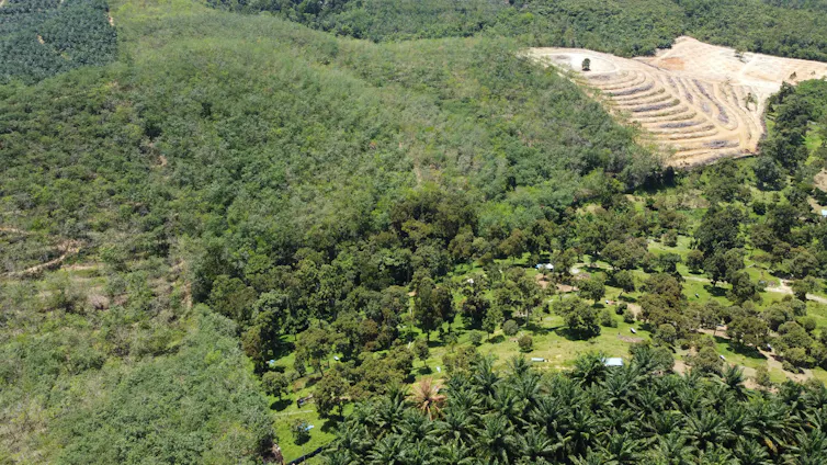 A Musang King plantation taking over rubber and oil palm farms.
