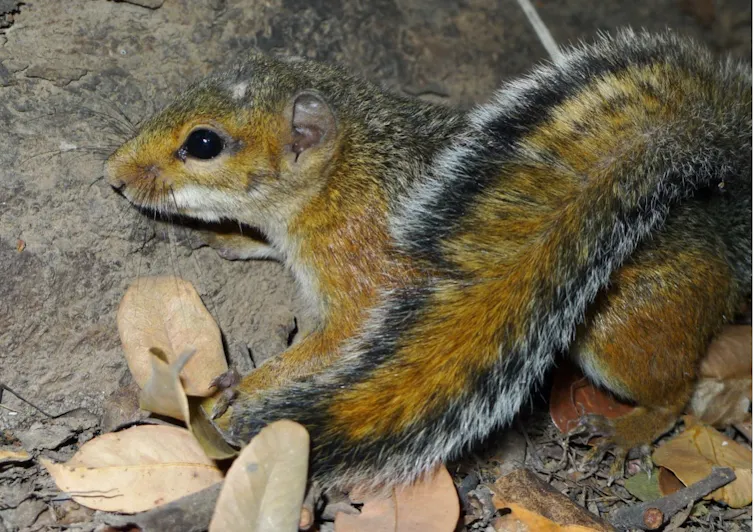 Un écureuil de l’espèce Funisciurus leucostigma photographié en Afrique de l’Ouest, au sud du Mali