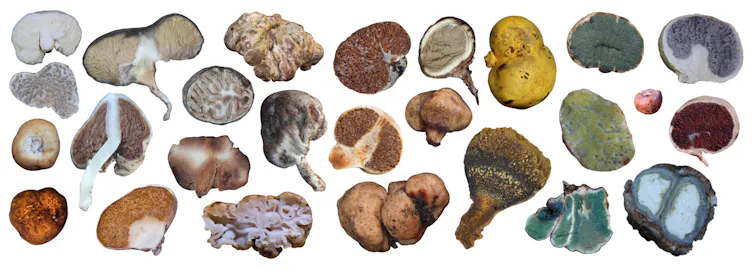 mix of truffle-like fungi, underground sporing bodies, white background.