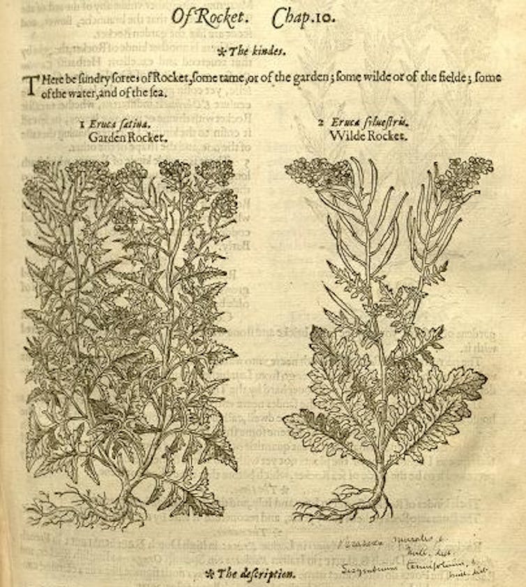 Image from an old book, drawings of 'garden rocket' and 'wild rocket'.
