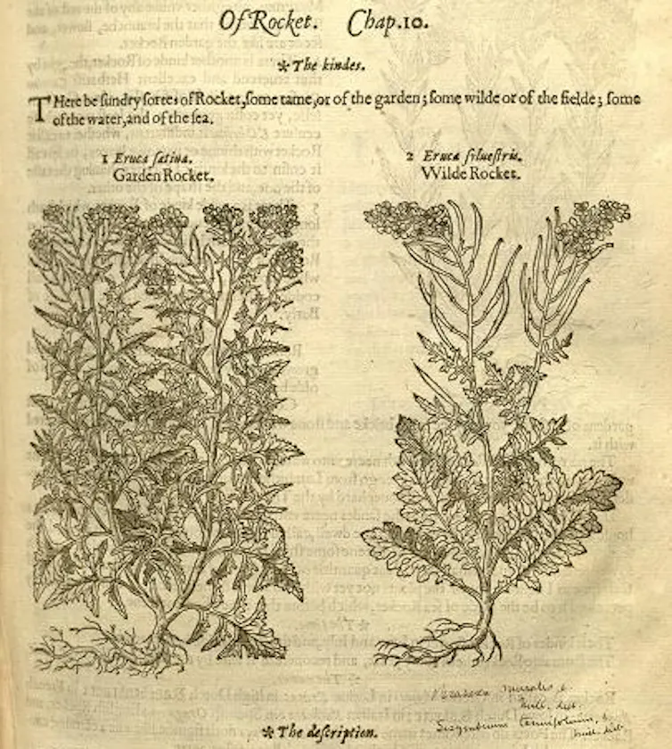 Image from an old book, drawings of 'garden rocket' and 'wild rocket'.