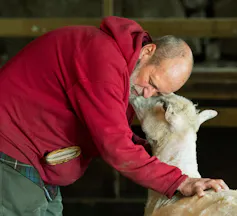 A balding man in a red sweatshirt bends down to nuzzle a white sheep.