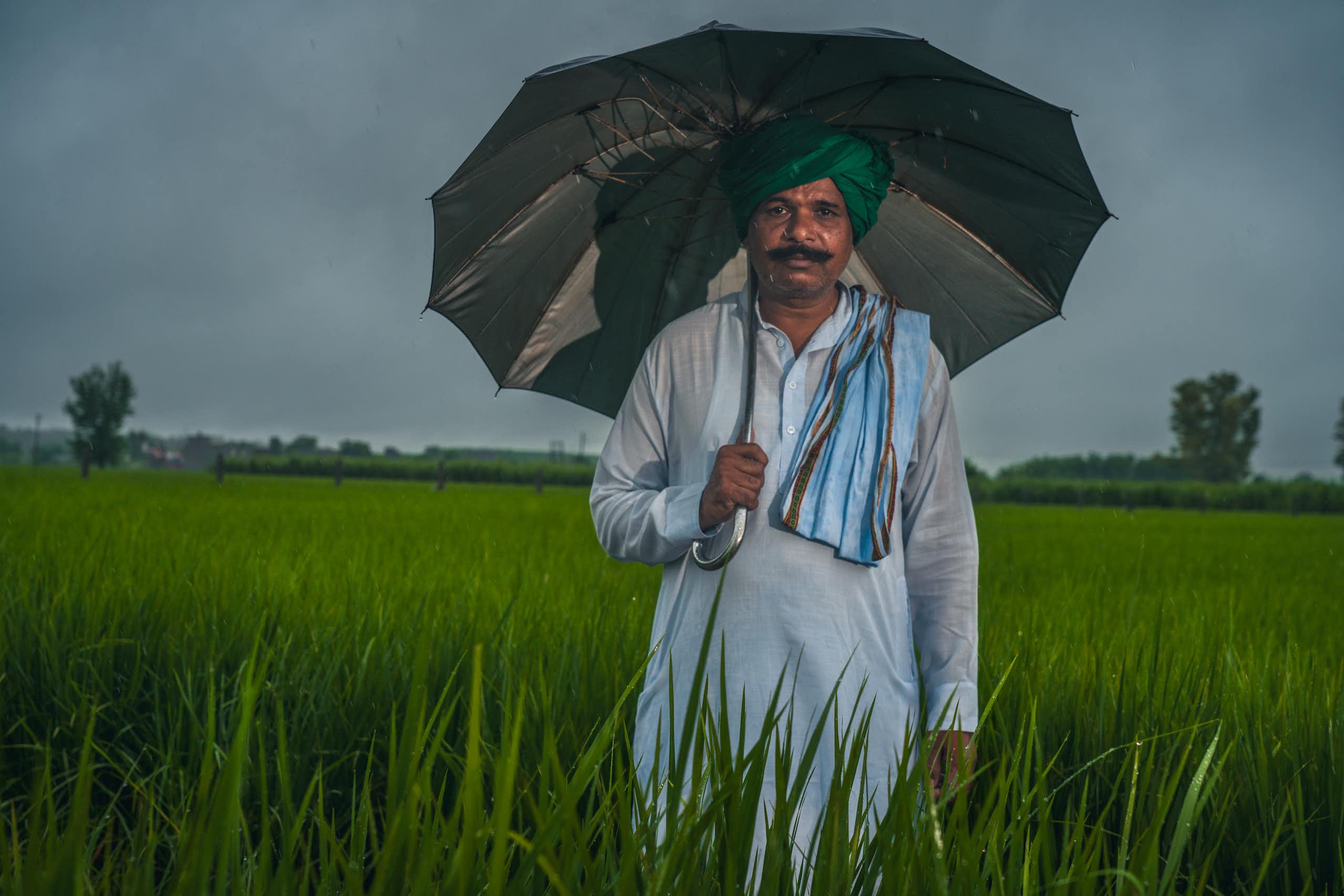indian rice farmer stands in rice crop field holding open umbrella