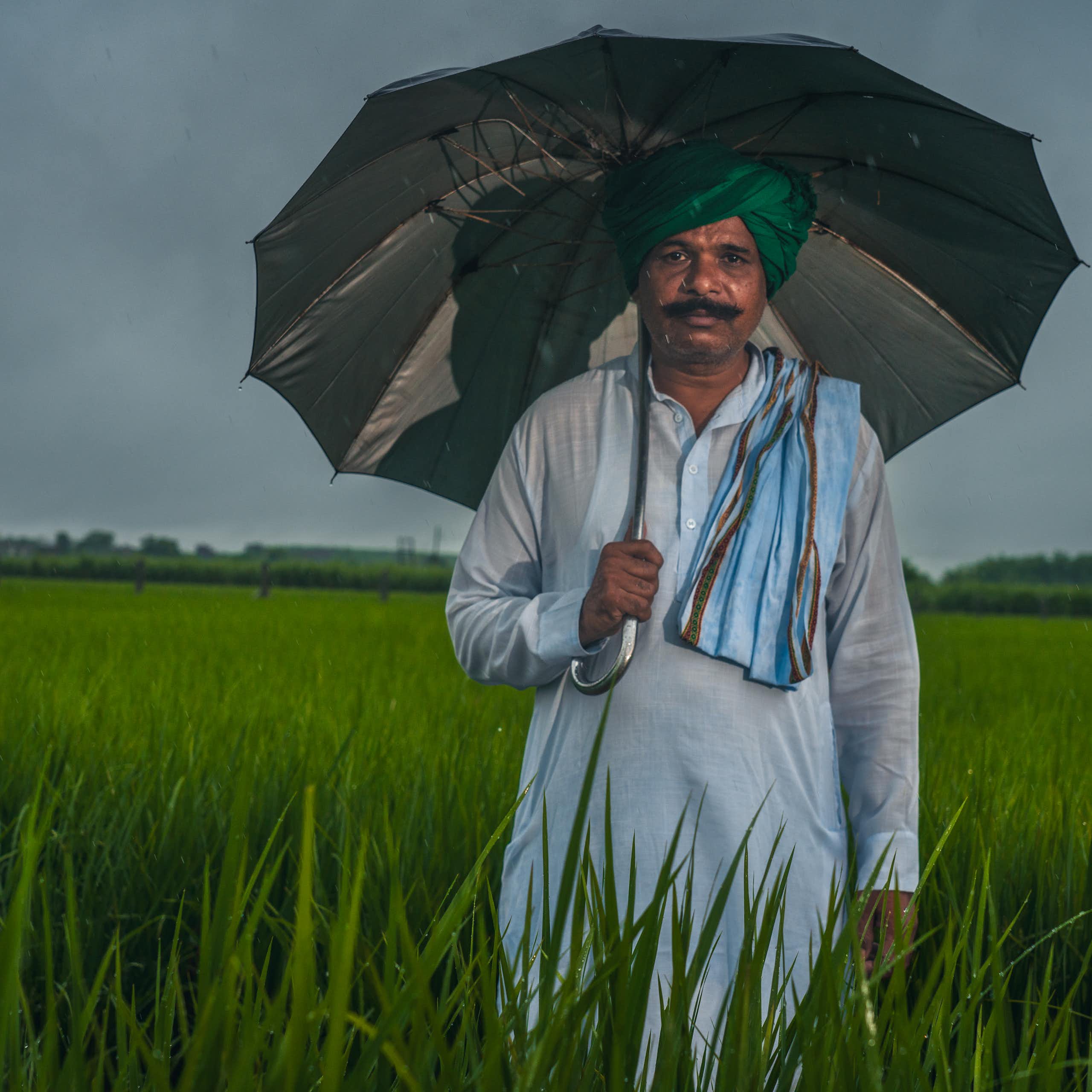 indian rice farmer stands in rice crop field holding open umbrella