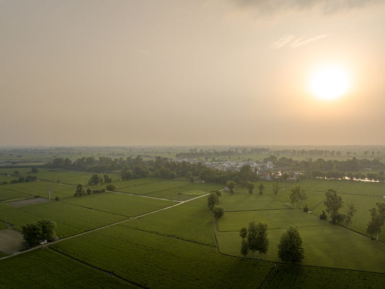 landscape shot of rice farms, green fields