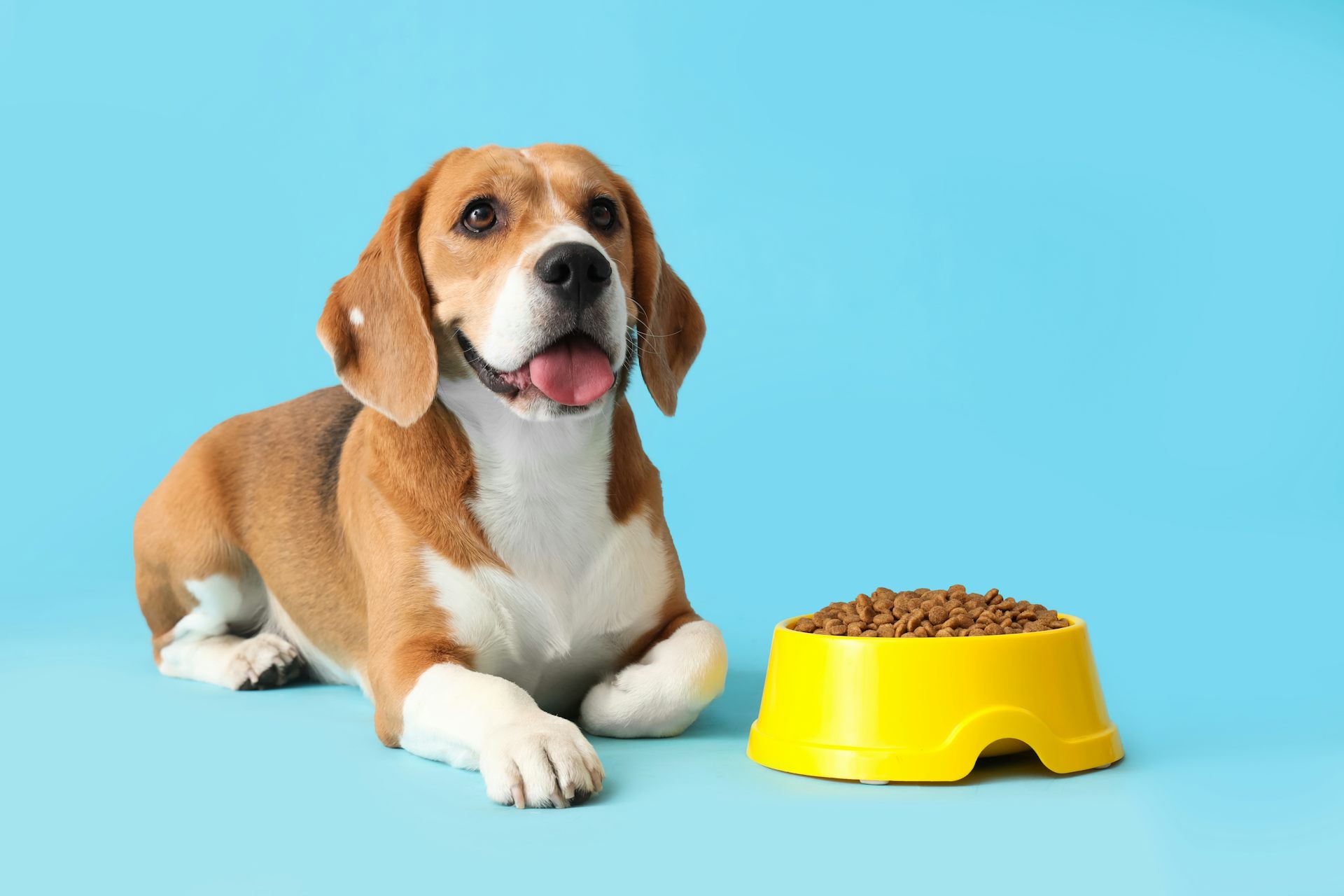 Your dog’s dinner could be worse for the planet than your own – new research