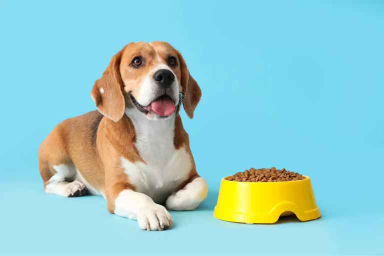 beagle dog with yellow food bowl, blue background