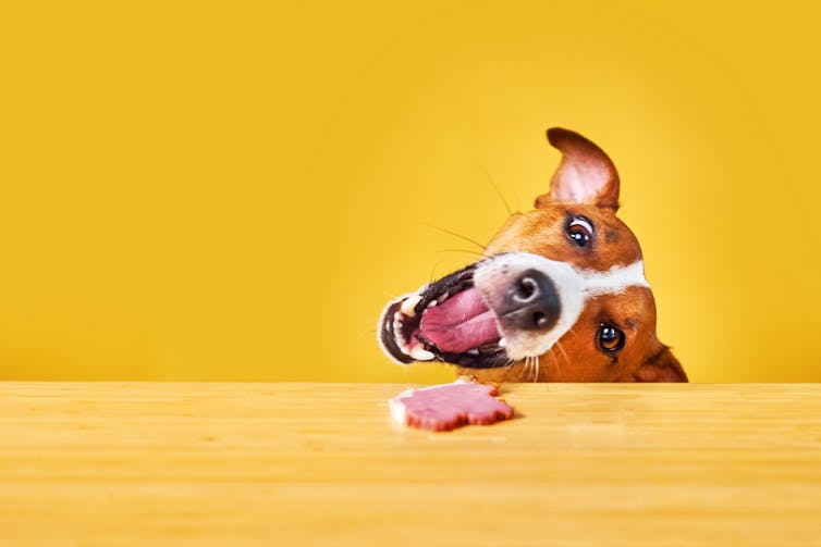 Your canine’s dinner may well be worse for the planet than your individual – new analysis 1 yellow background, jack russell eating meat from table