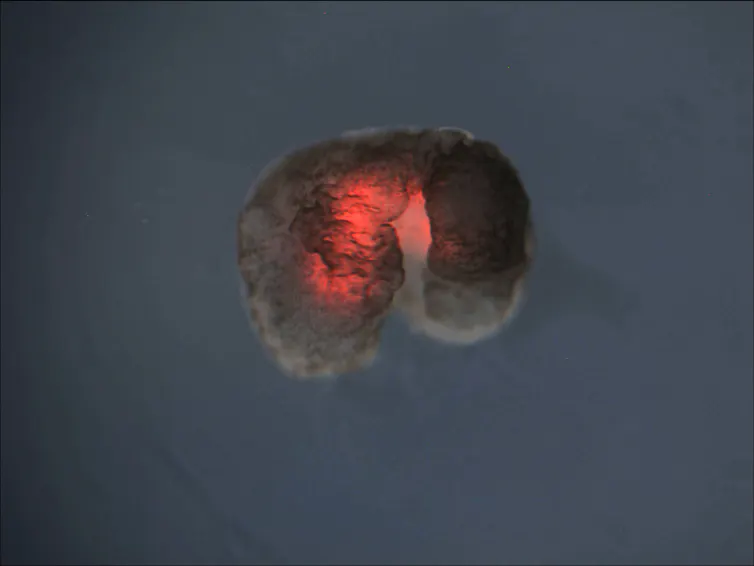 Xénobot par microscopie