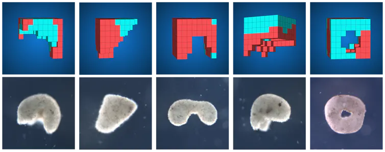 Cinq constructions schématiques de xénobots accompagnés à chaque fois d’une photographie de l’organisme réel