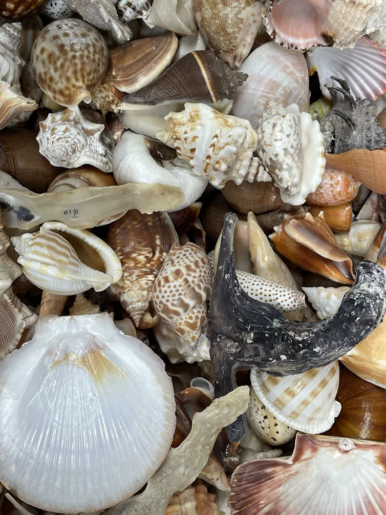 Seashells of all different colors and shapes in a pile