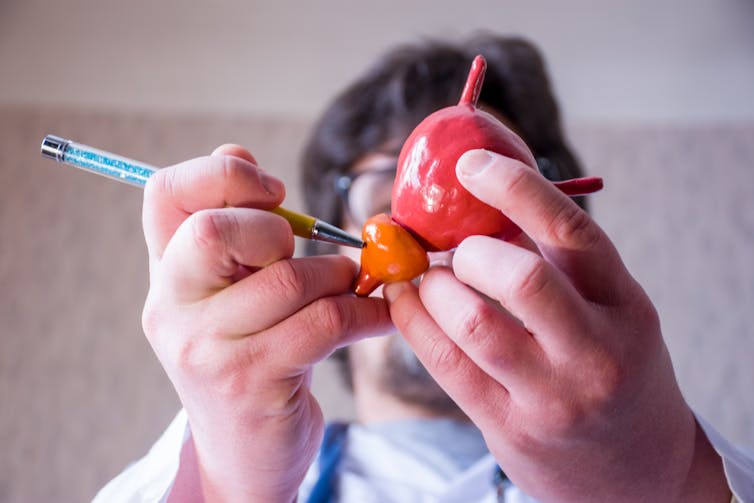 A man points to the prostate gland (orange) which sits below the bladder (red).