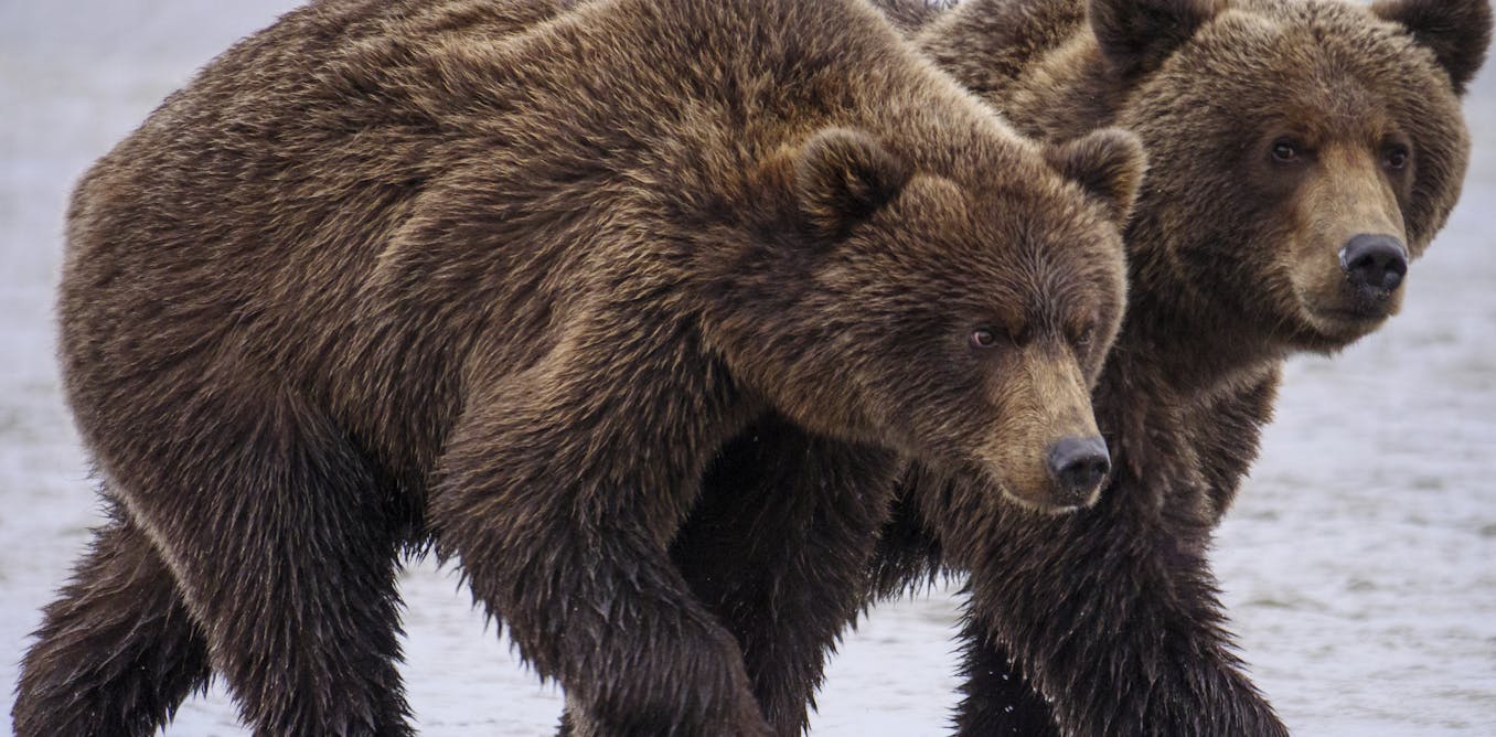 Using Facial Recognition Technology for Bears to Aid Ecologists in Wildlife Management Using Facial Recognition Technology for Bears to Aid Ecologists in Wildlife Management