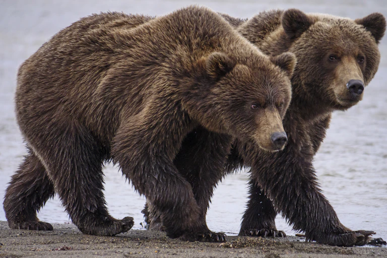 Two large bears walk next to each other.