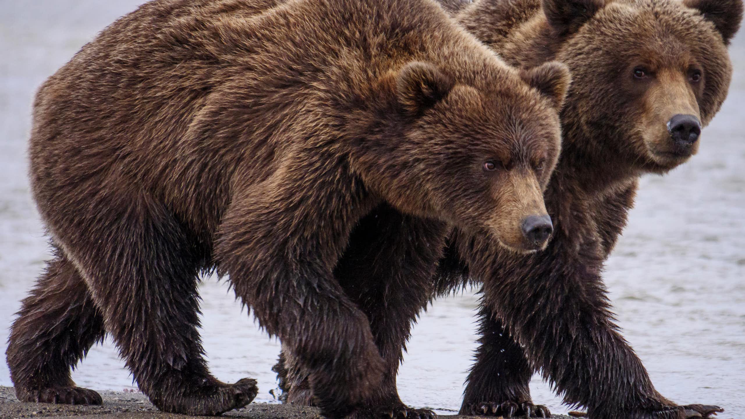 Two large bears walk next to each other.